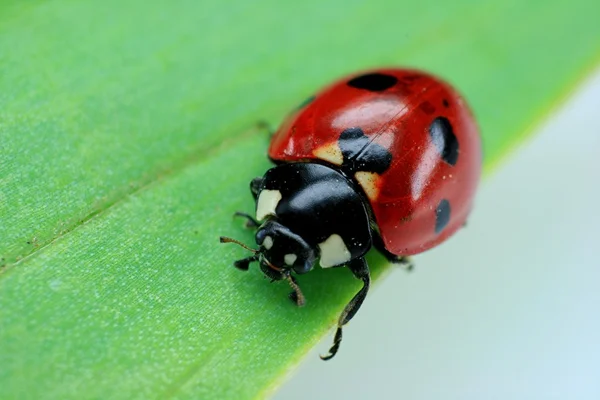 stock image Ladybird