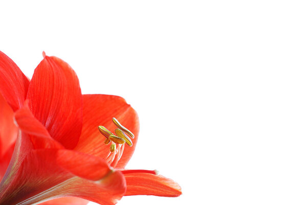Red flower isolated on white background
