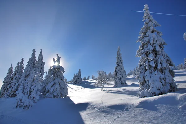 Stock image Winter landscape with trees