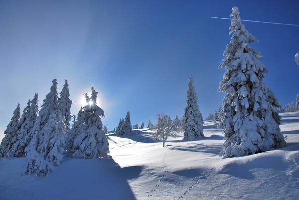Winter landscape with trees Stock Image