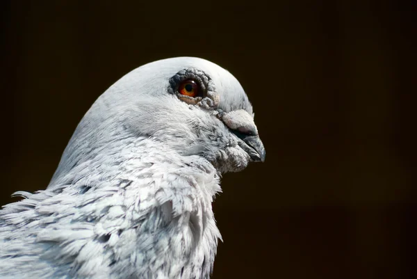 Портрет голуба — стокове фото