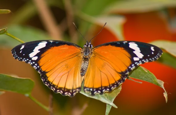 Tropický motýl — Stock fotografie