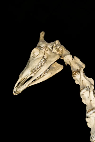 stock image Giraffe skull