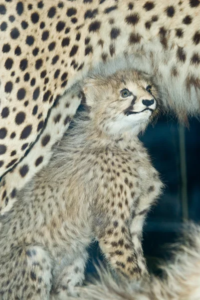 Fyllda cheetah cub — Stockfoto