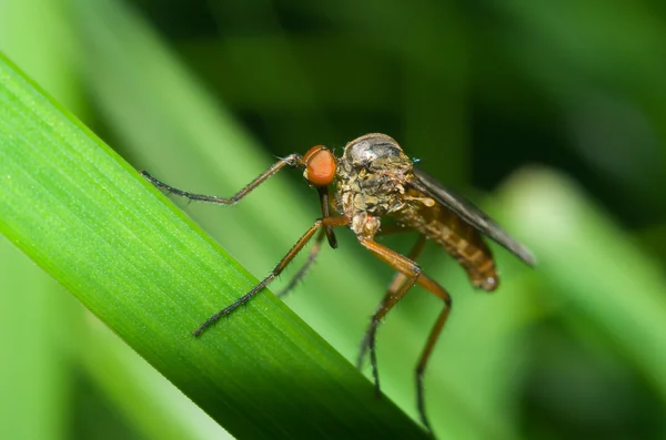蚊の植物 — ストック写真