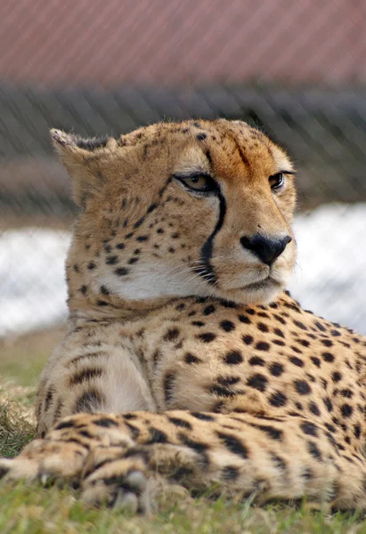 Serious cheetah — Stock Photo, Image