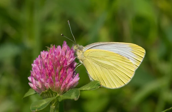 Motyl na koniczyna — Zdjęcie stockowe