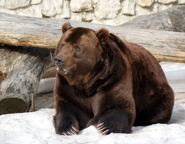 Brown bear — Stock Photo, Image