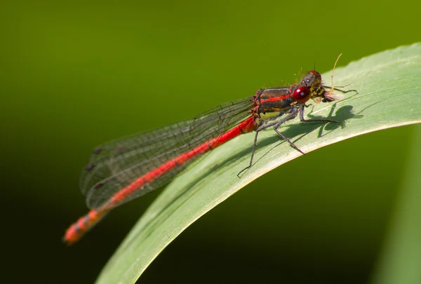 Dragonfly's dinner — Stock Photo, Image