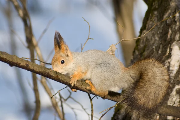 Squirrel licking sap — Stok fotoğraf