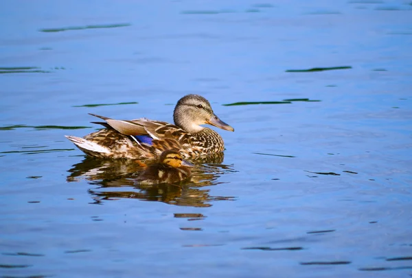 Mallard with duckling — Stock Photo, Image