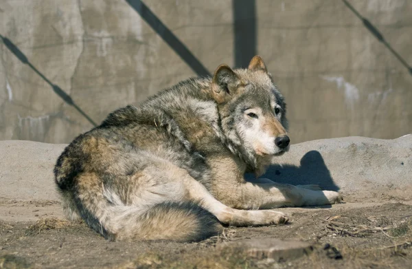 늑대 휴식 — 스톡 사진
