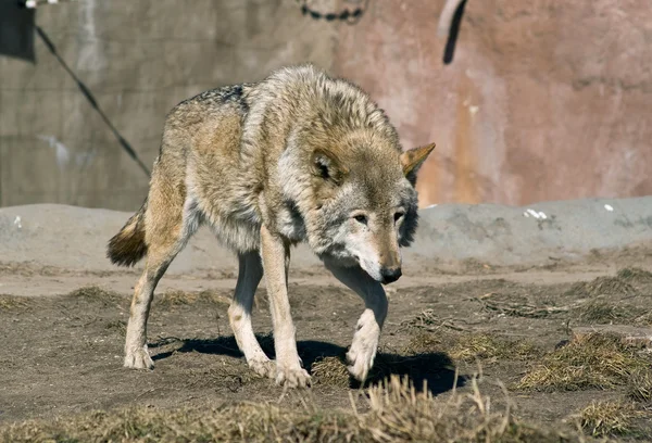 Lobo perseguidor — Fotografia de Stock