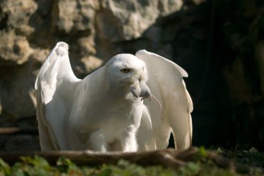 Snowy owl with prey clipart