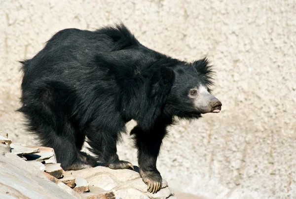 Urso curioso — Fotografia de Stock