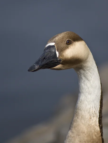 Goose portrait — Stock Photo, Image