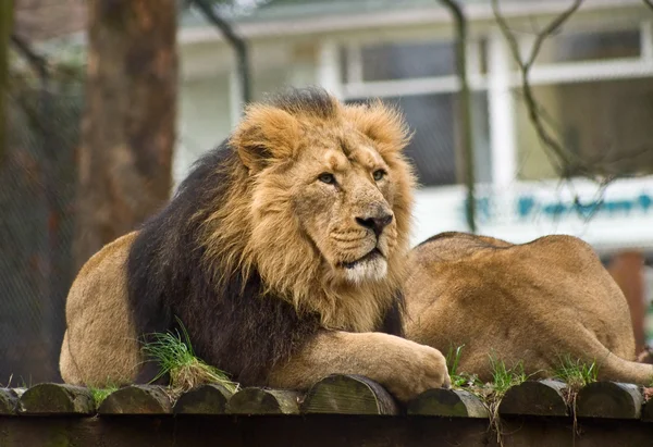 思いやりのあるライオン — ストック写真