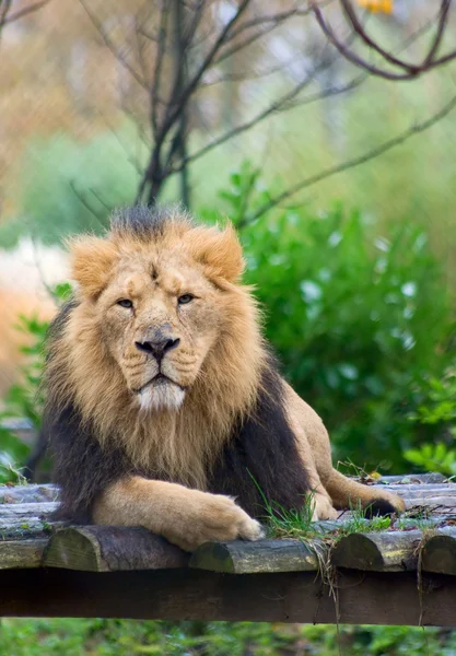 Lion's portret — Stockfoto