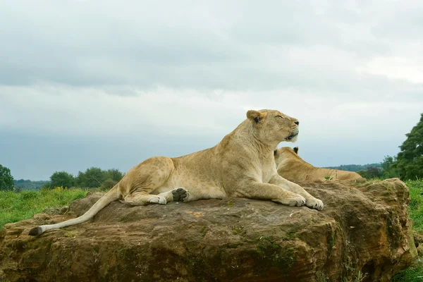 Istirahat dişi aslan — Stok fotoğraf