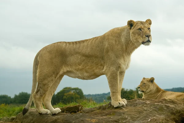Dişi aslan izlerken — Stok fotoğraf