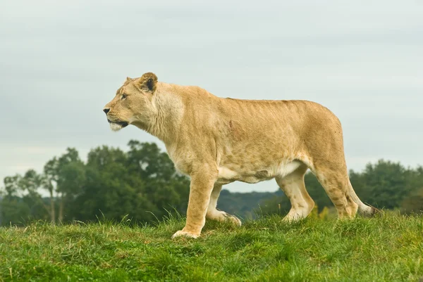 ライオンの歩行 — ストック写真