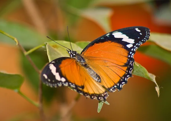 Tropický motýl 2 — Stock fotografie