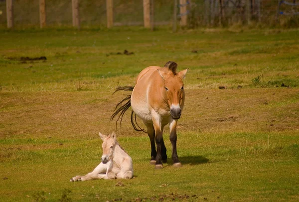 Przhevalsky 馬の子馬 — ストック写真