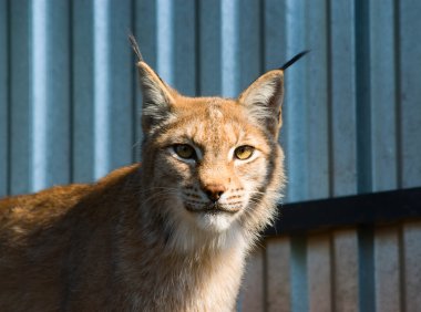 Lynx portrait clipart