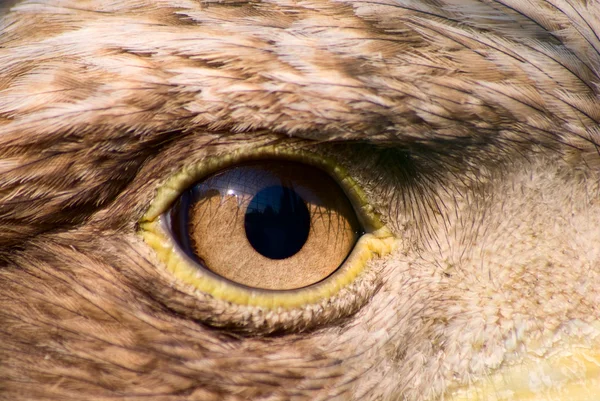Ojo de águila —  Fotos de Stock