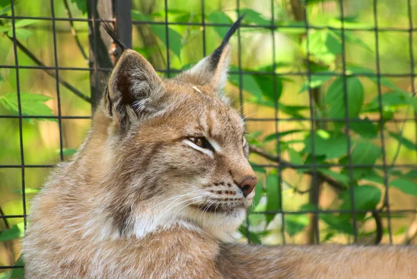 Potret Lynx — Stok Foto