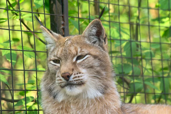 Lynx-portré — Stock Fotó