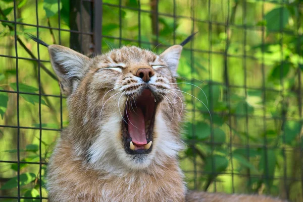Lynx bocejo — Fotografia de Stock