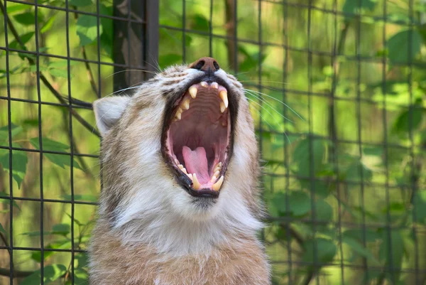 Lynx yawning — Stock Photo, Image