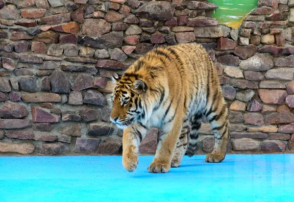 Тайгеры-тигры — стоковое фото
