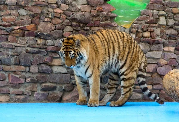 Tiger buckelt mit dem Rücken — Stockfoto