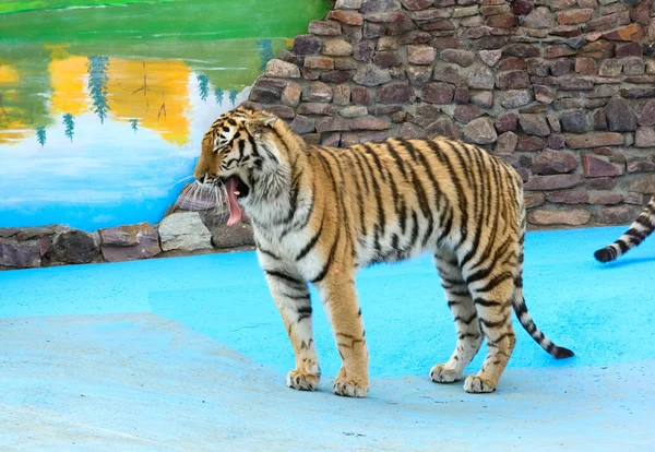 Gähnen der Tiger — Stockfoto