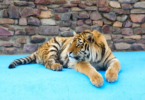Tigre descansando —  Fotos de Stock