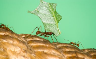 Leafcutter ant clipart