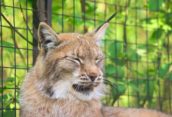 Lynx geeuwen 1 — Stockfoto