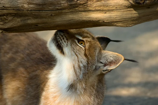 Lynx olfateando — Foto de Stock