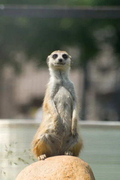Meerkat oglądania — Zdjęcie stockowe