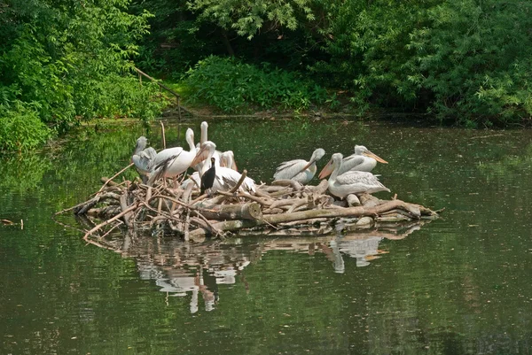Pelicanos e redes — Fotografia de Stock