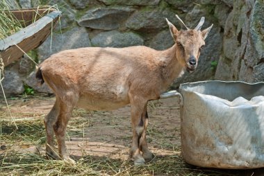 Yaban keçisi (Capra sp.) çocuk