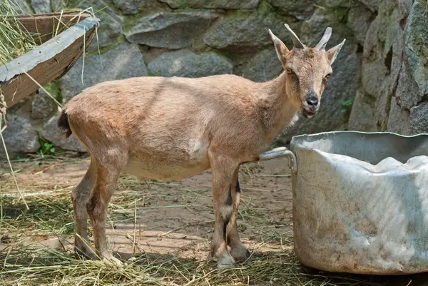 Wild goat (Capra sp.) kid — Stock Photo, Image