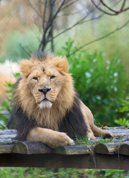Düşünceli aslan — Stok fotoğraf