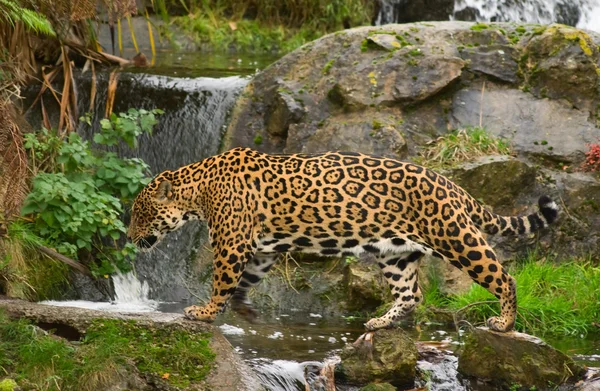 Jaguar (S. onca) lizenzfreie Stockfotos