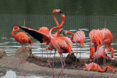 pembe flamingo