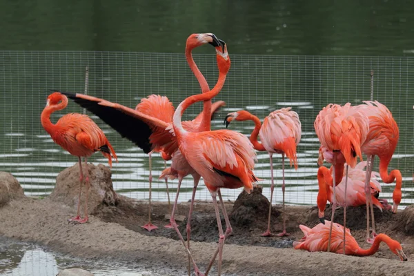 stock image Pink flamingo