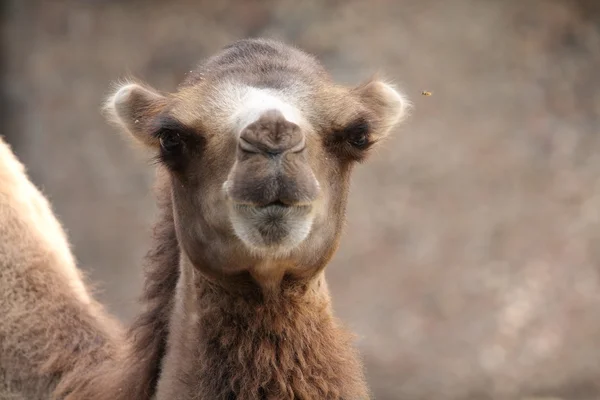 stock image Camel