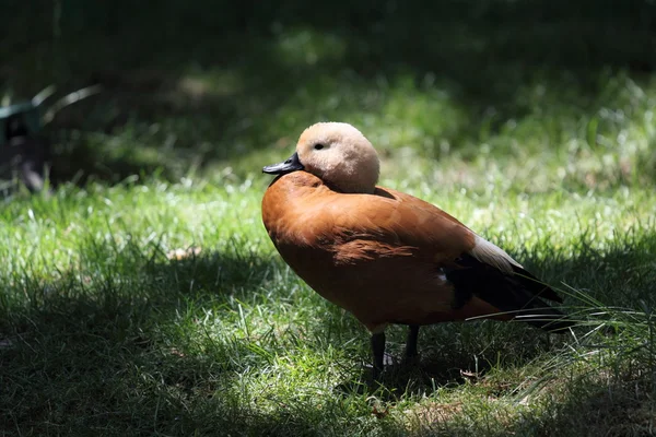 stock image Duck